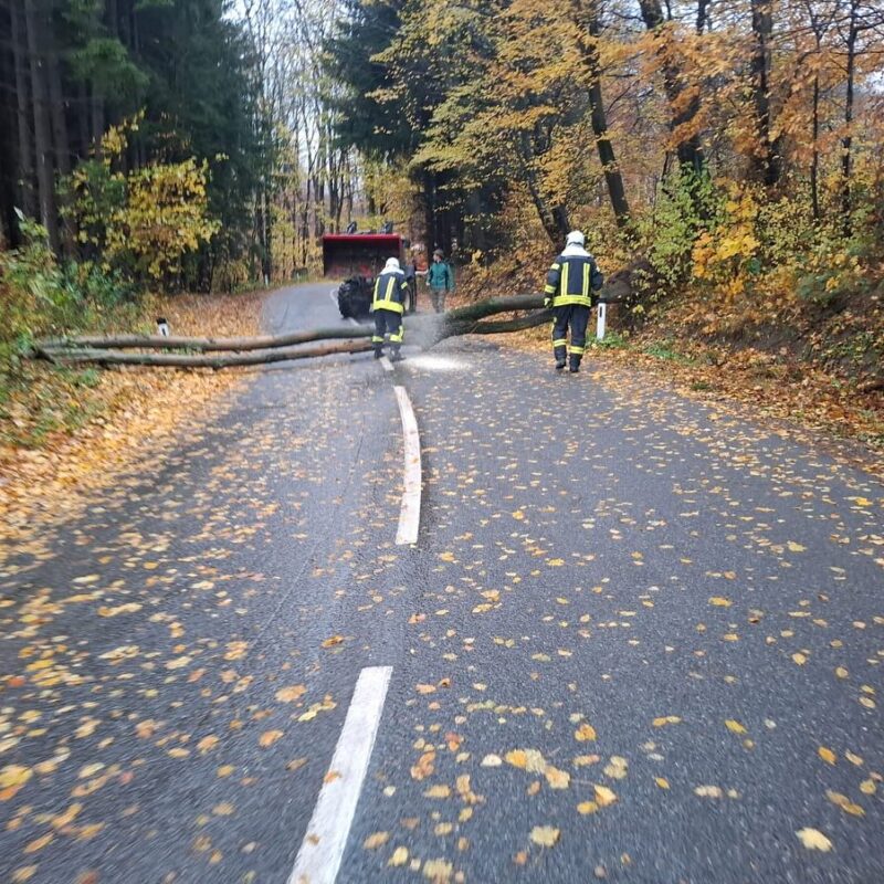 Baum auf der Straße in aller Früh