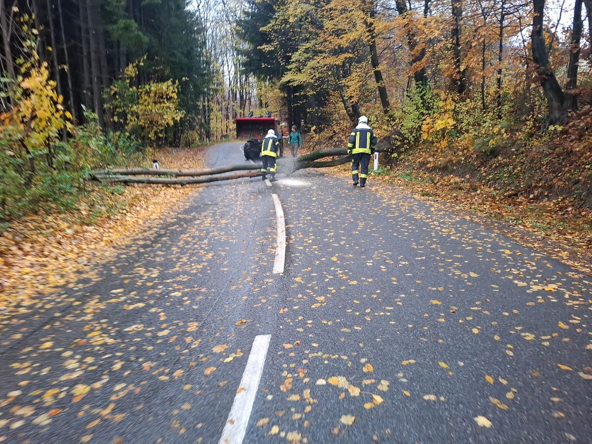 Mehr über den Artikel erfahren Baum auf der Straße in aller Früh