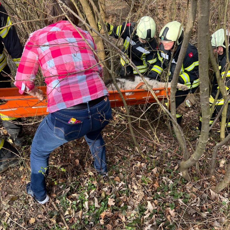 Tierrettung beim Spielplatz Unterkirchbach