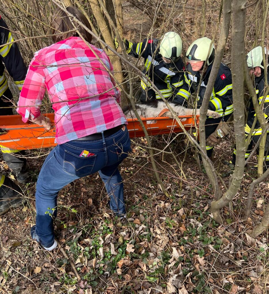 Mehr über den Artikel erfahren Tierrettung beim Spielplatz Unterkirchbach