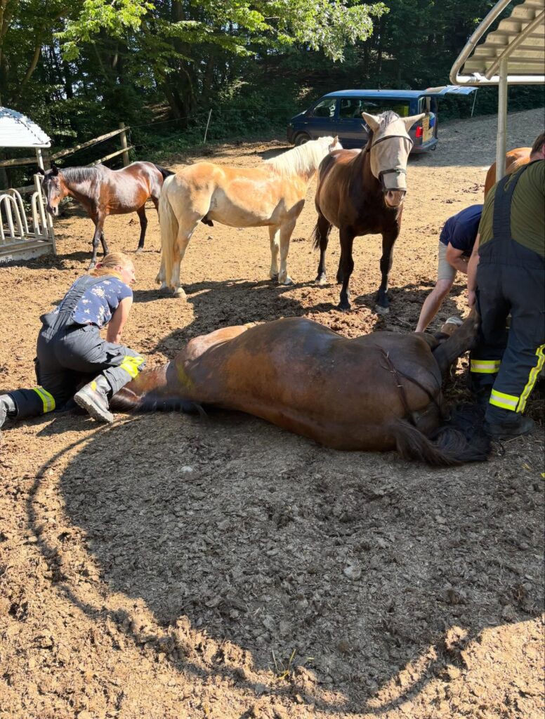 Mehr über den Artikel erfahren Pferd aus Futterraufe gerettet