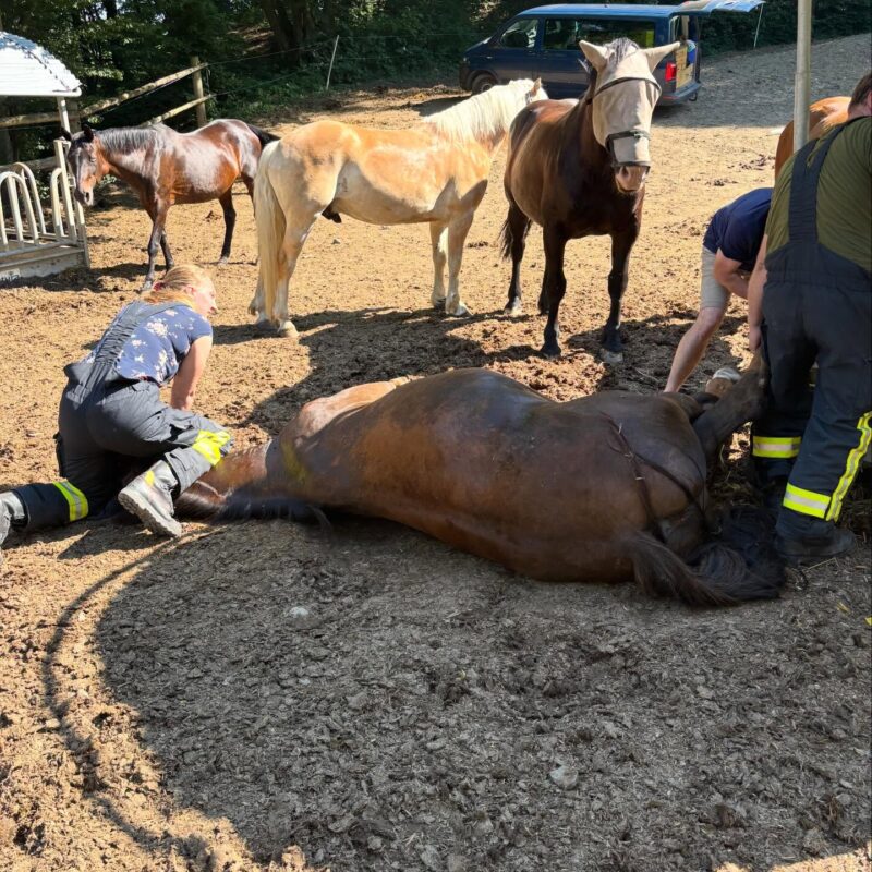 Pferd aus Futterraufe gerettet